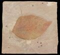 Red Fossil Leaf (Buckthorn) - Montana #68321-1